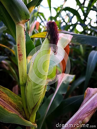 à¹‡à¹‡à¹‡à¹‰à¹‰Husk of sweet corn on vast field stalks. Stock Photo